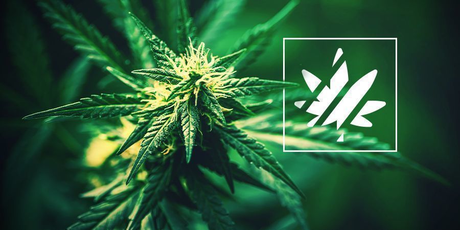 Understanding Sativa, Indica, Ruderalis & Hybrids - Zamnesia